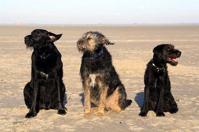 3 hunde am strand von st peter ording