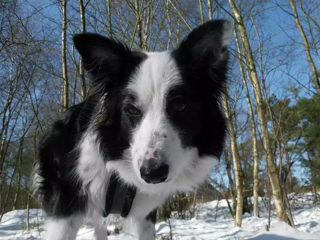 St. Peter-Ording Ferienwohnung Hund: Foto Merlin im Schnee