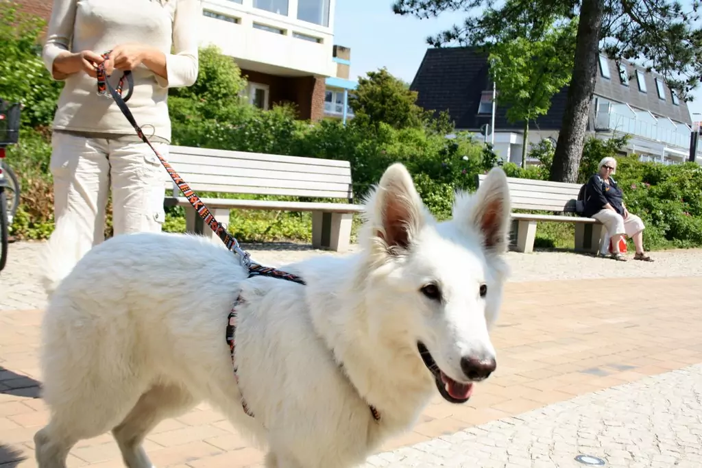 st peter ording camping hund promenade