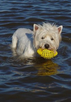 St. Peter-Ording Ferienwohnungen Ufer: Urlaub mit Hund, Schwimmender Hund in der Nordsee